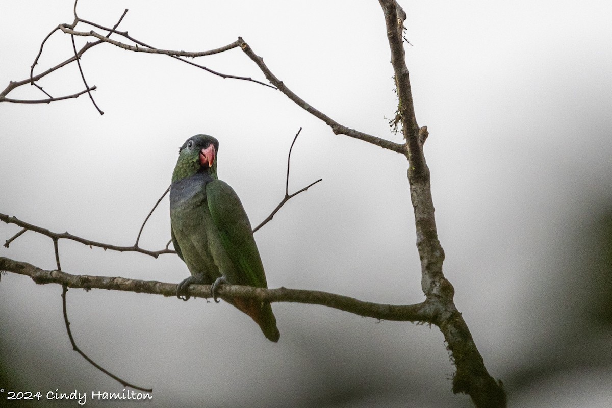 Red-billed Parrot - Cindy Hamilton