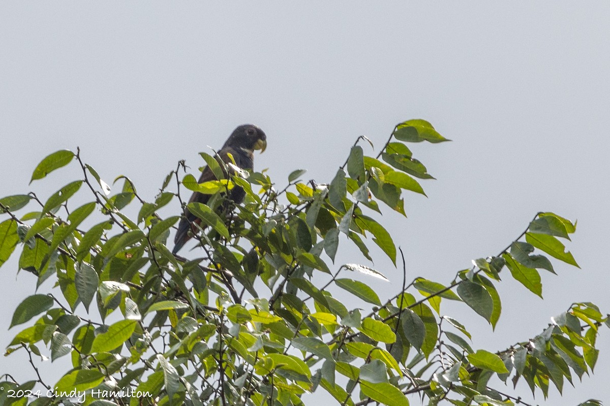 Bronze-winged Parrot - Cindy Hamilton