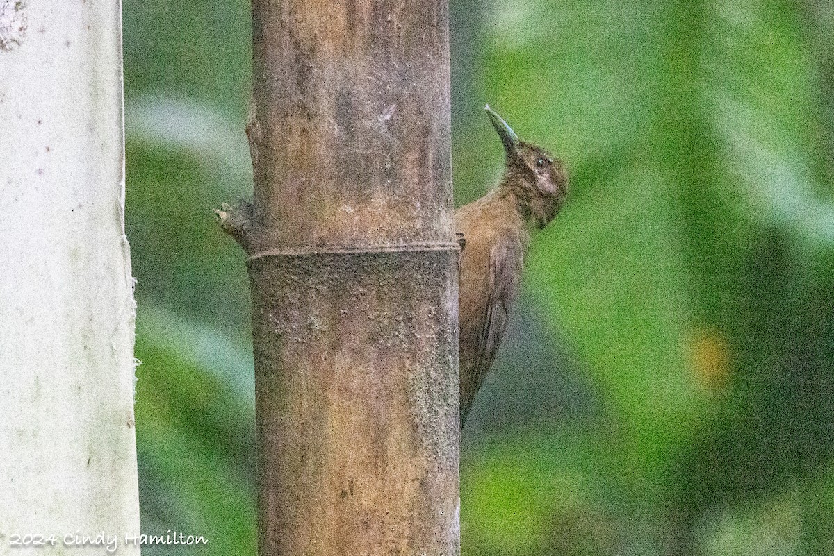 Plain-brown Woodcreeper - ML622234851