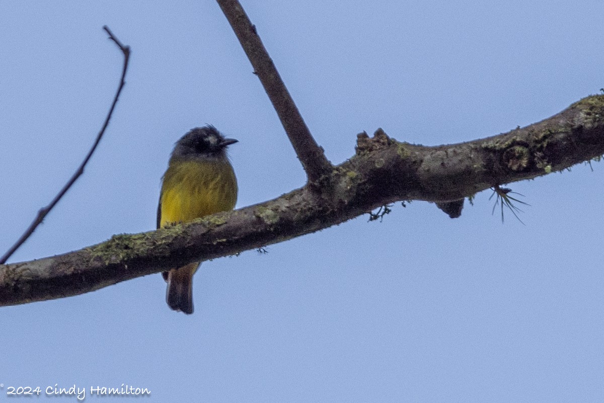 Ornate Flycatcher - ML622234879