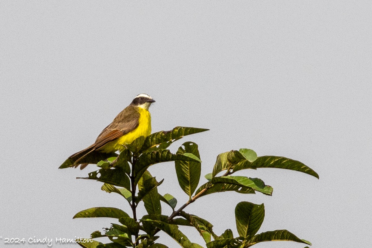 Rusty-margined Flycatcher - ML622234894