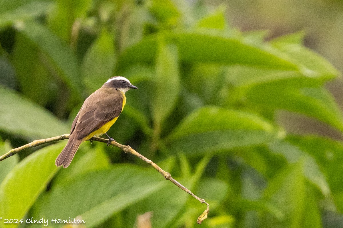 Rusty-margined Flycatcher - ML622234895