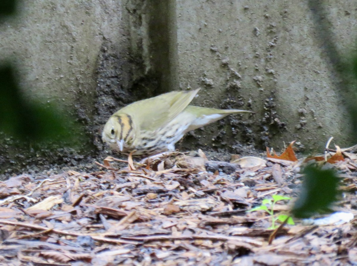 Ovenbird - ML622234920