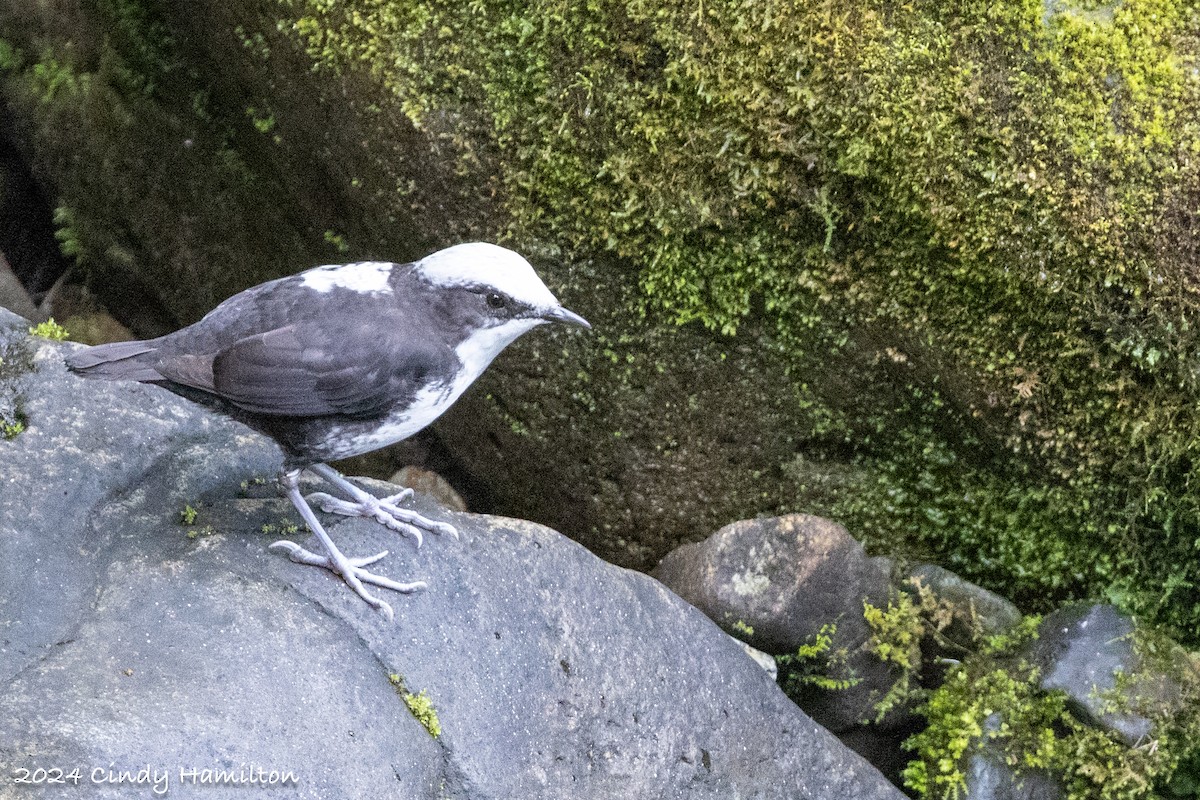 White-capped Dipper - ML622234921