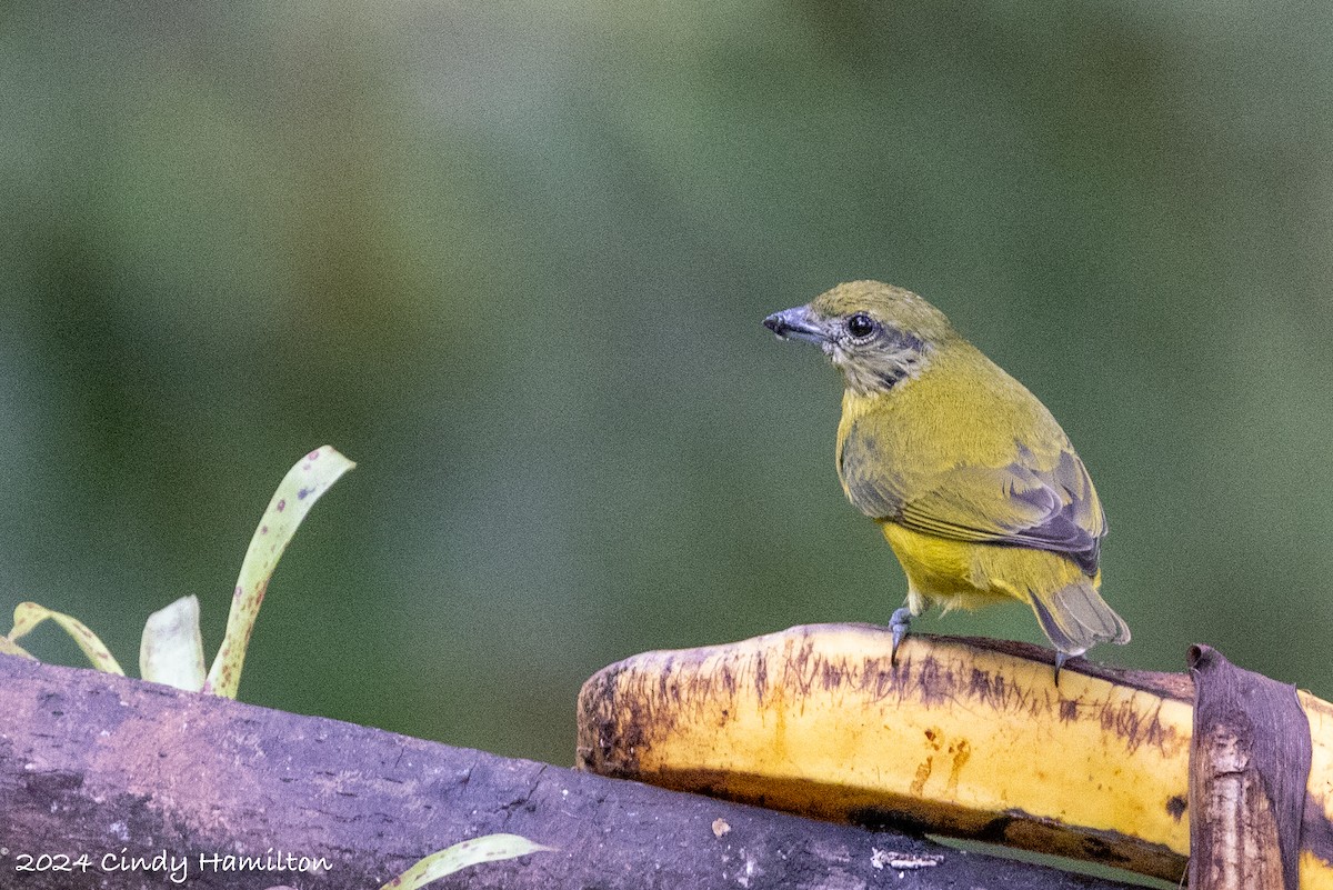 Thick-billed Euphonia - ML622234924