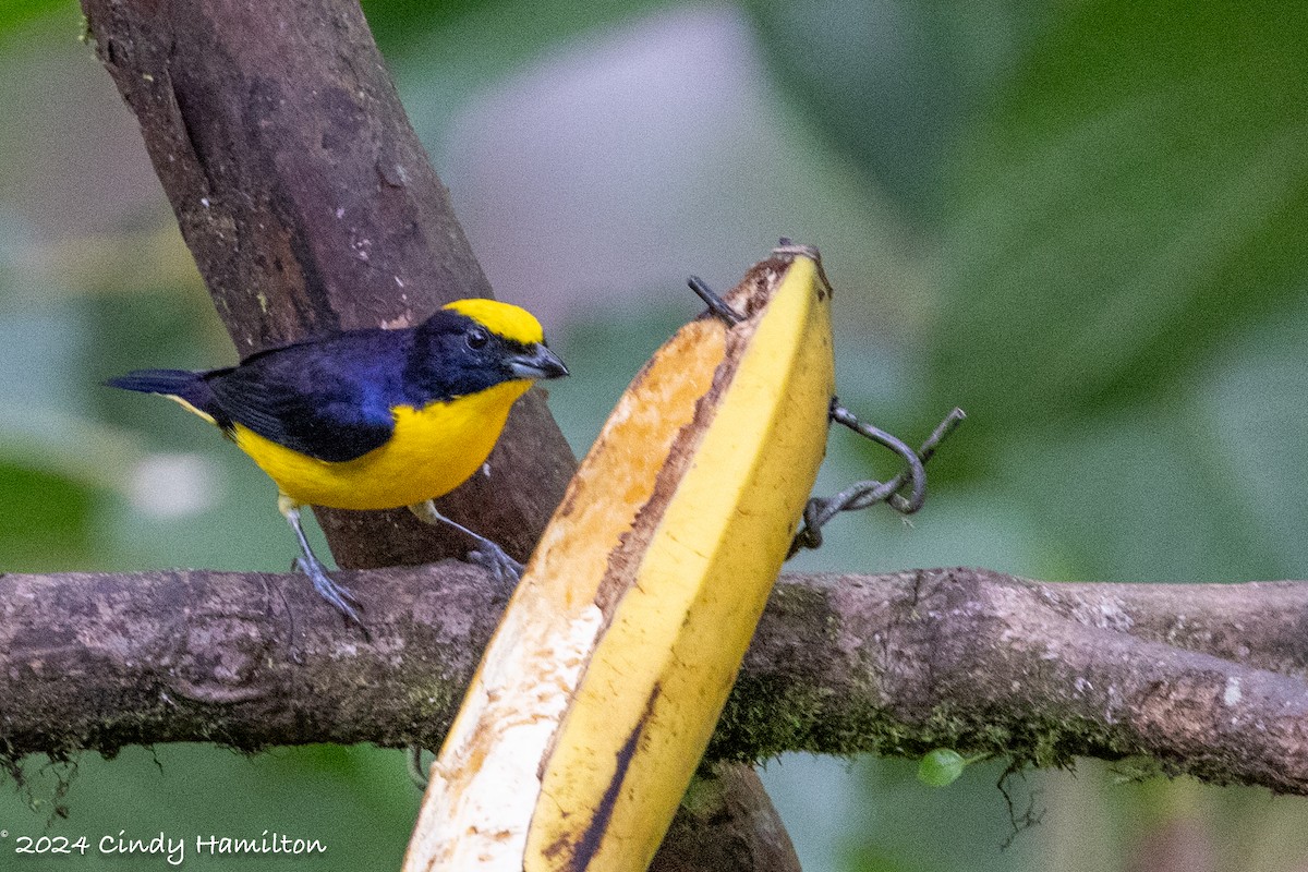 Thick-billed Euphonia - ML622234925