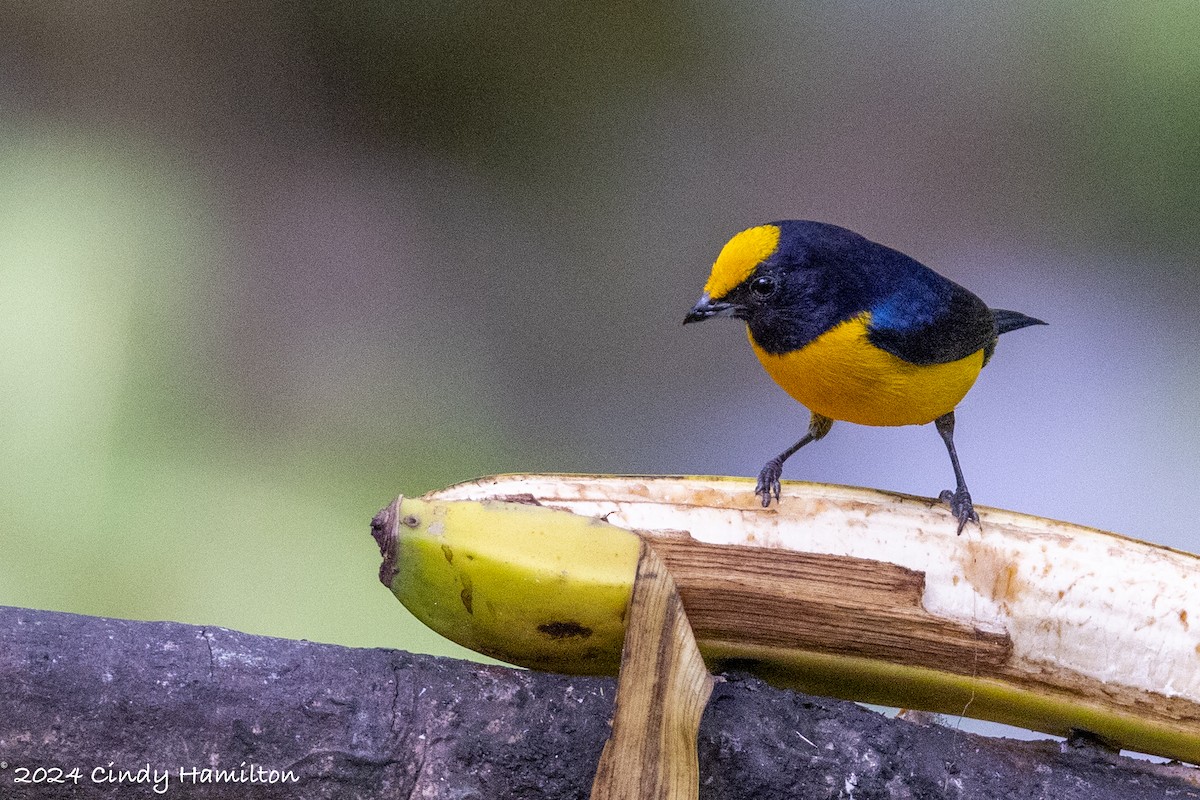 Orange-bellied Euphonia - ML622234933