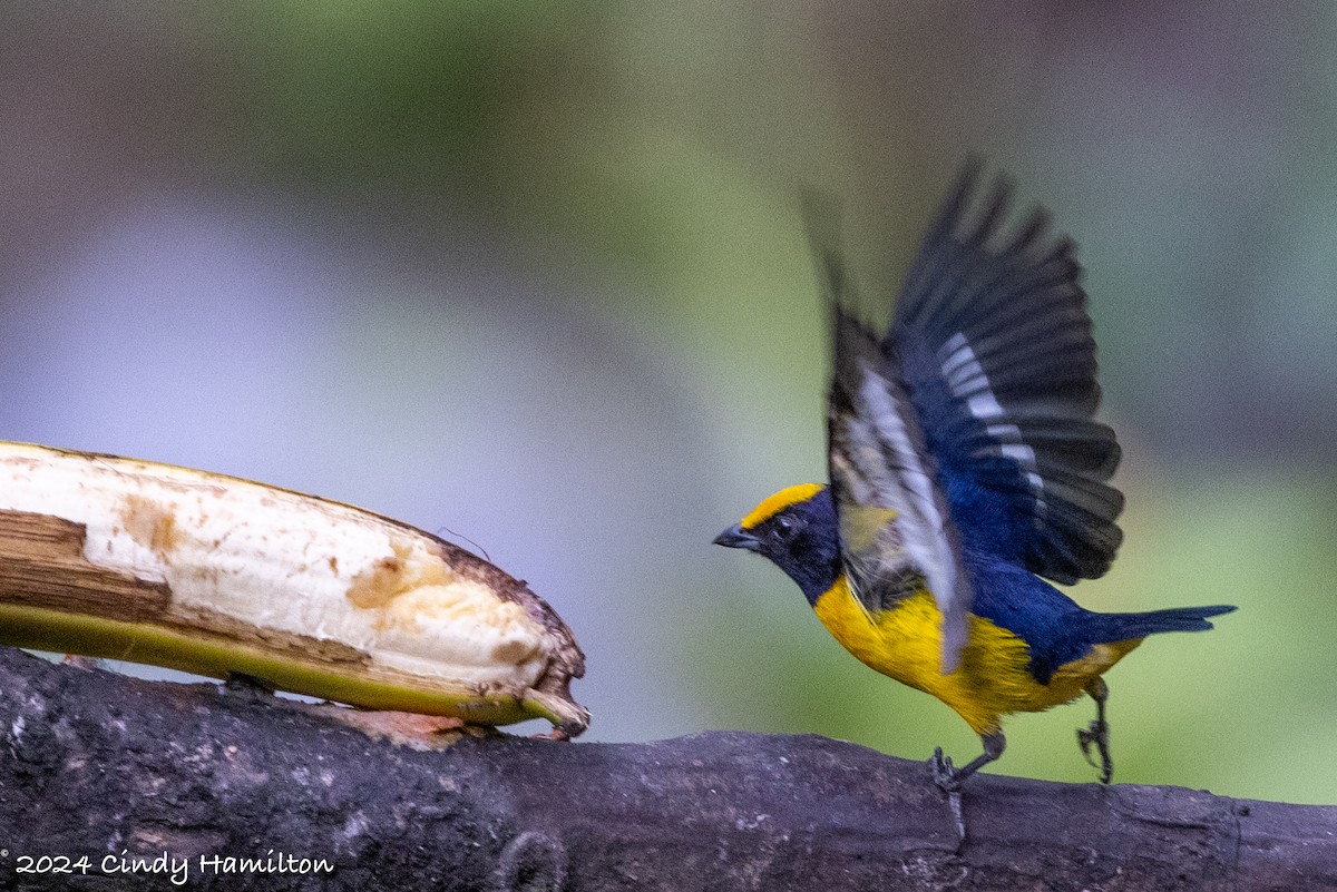 Orange-bellied Euphonia - ML622234934