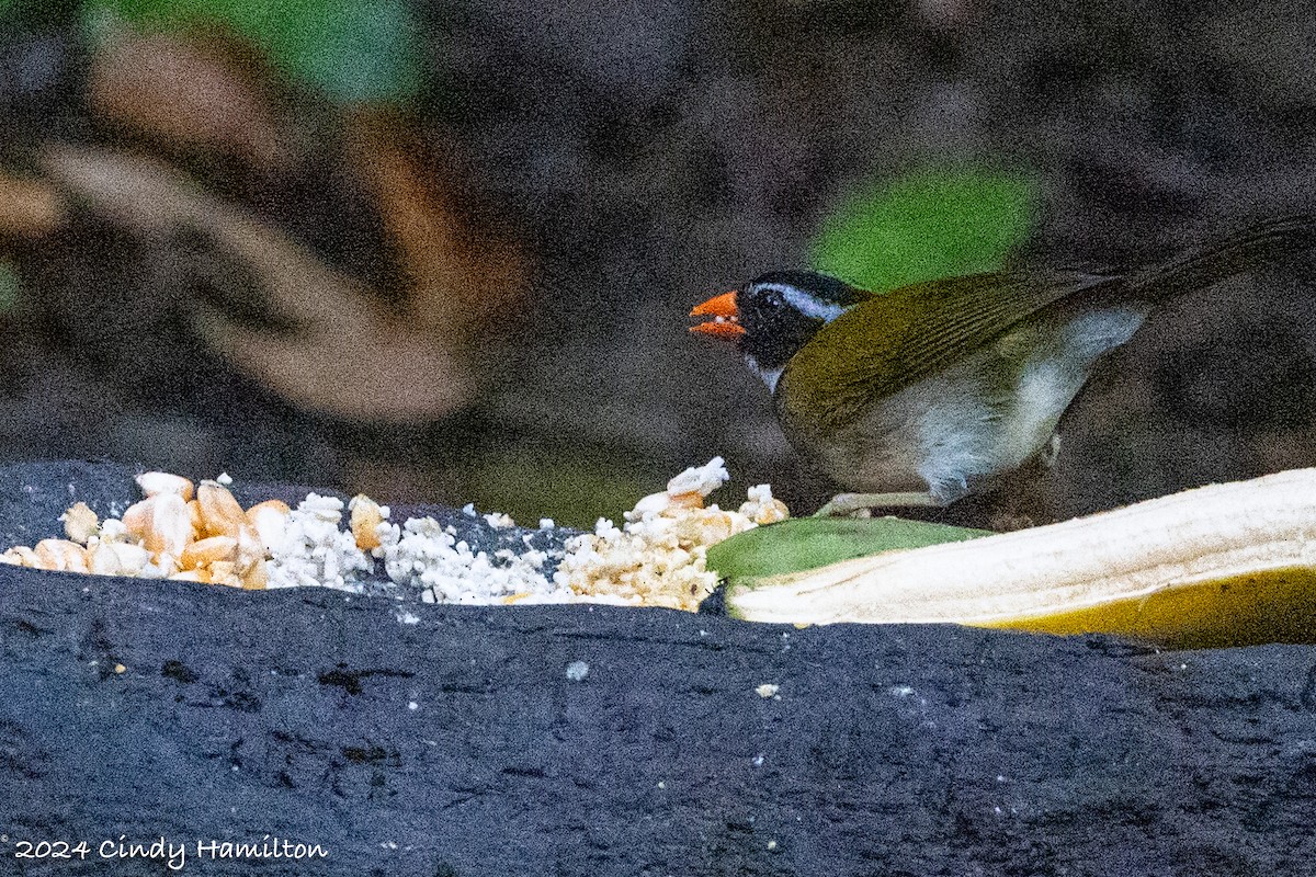 Orange-billed Sparrow - ML622234970