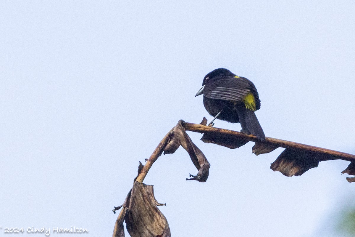 Flame-rumped Tanager (Lemon-rumped) - ML622235026