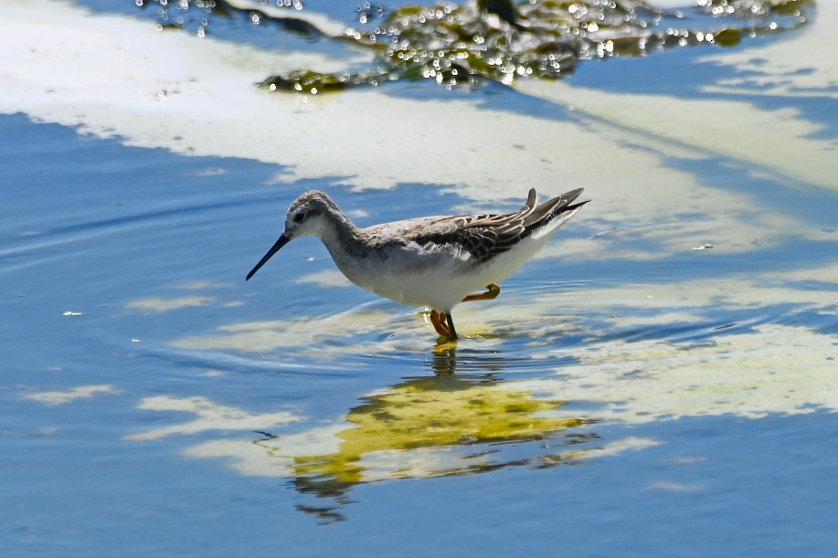 Wilson's Phalarope - ML622235029