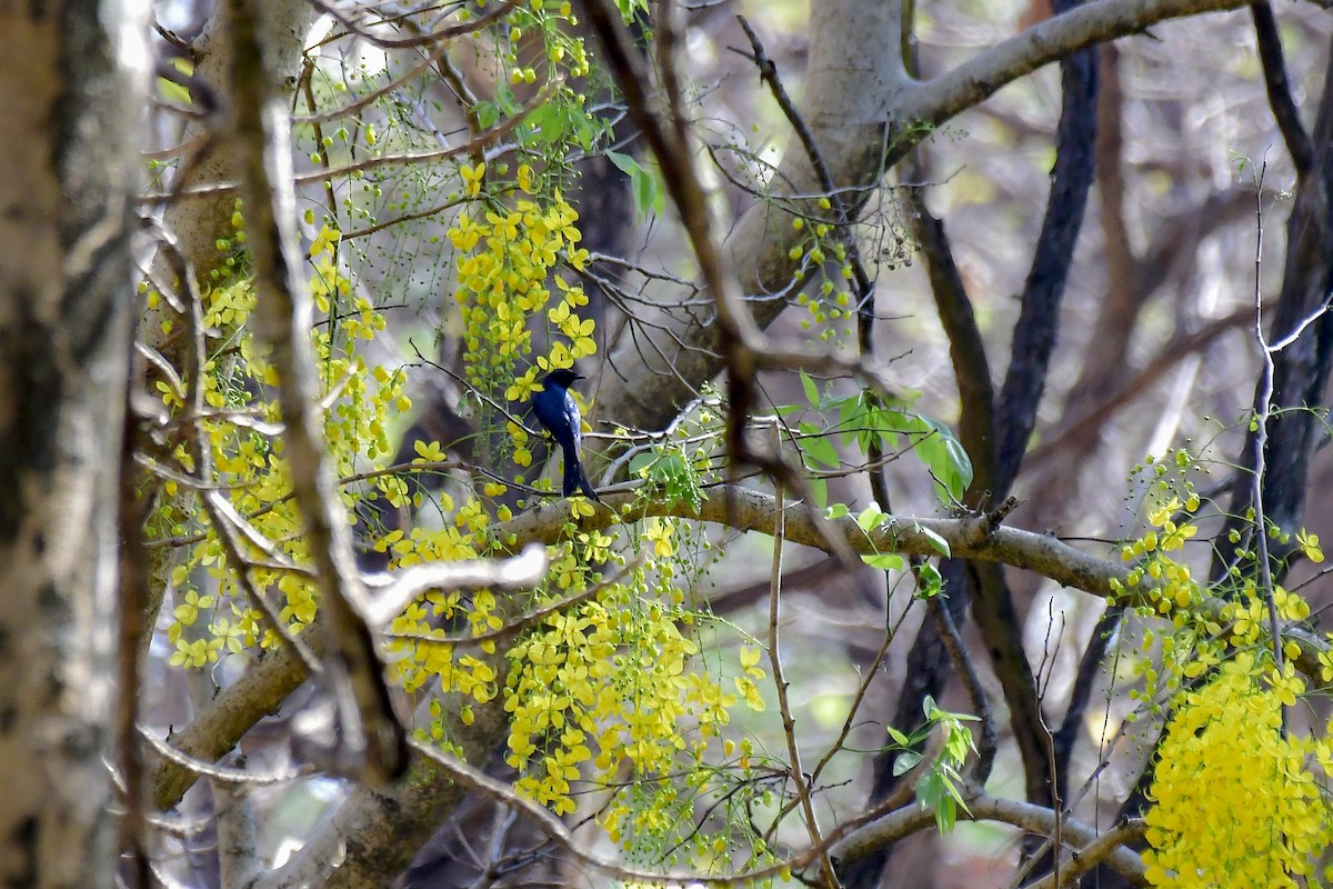 Fork-tailed Drongo-Cuckoo - ML622235036