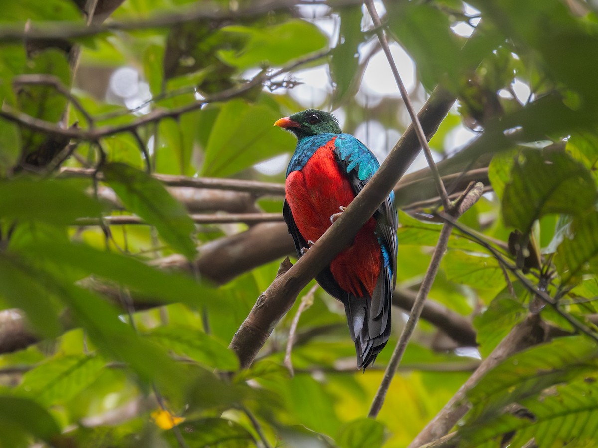 Quetzal Pavonino - ML622235150