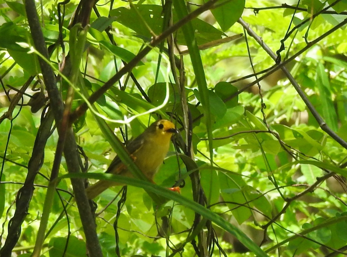 Orange-fronted Plushcrown - ML622235193