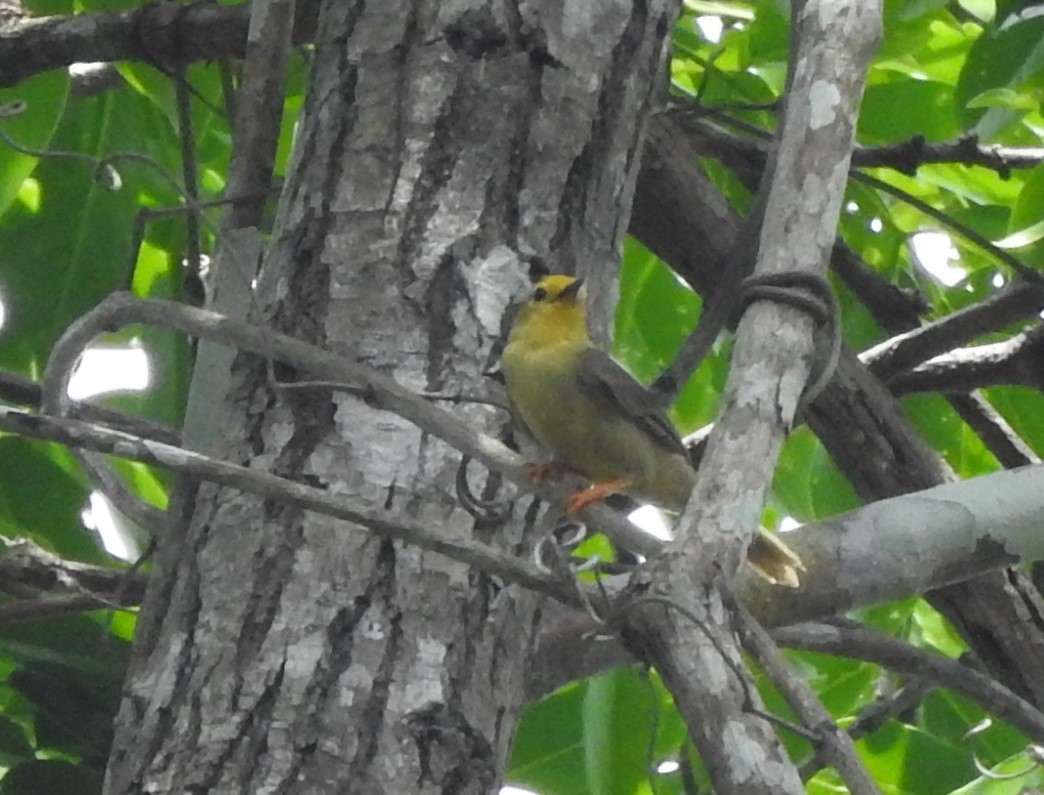 Orange-fronted Plushcrown - ML622235194