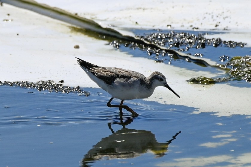 Wilson's Phalarope - ML622235235
