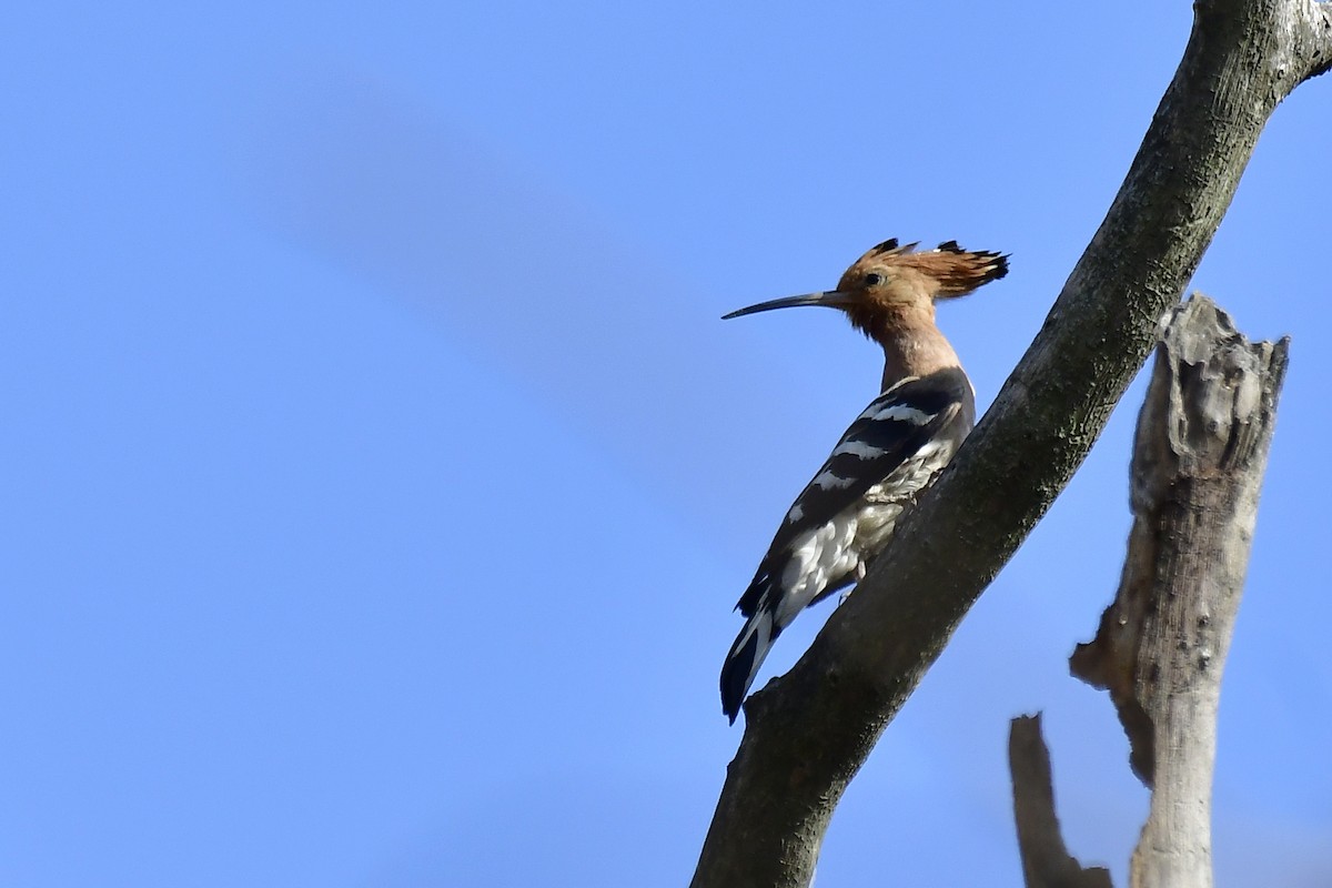 Abubilla Común - ML622235264