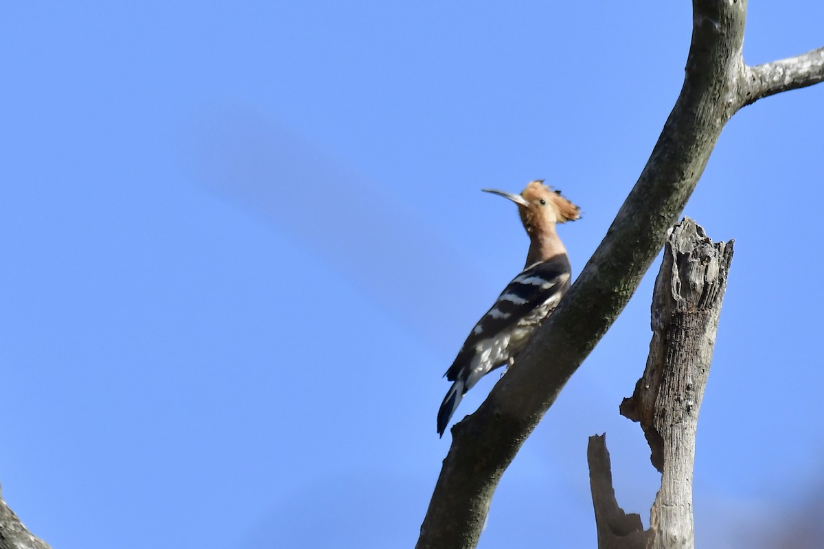 Eurasian Hoopoe - Aparna S