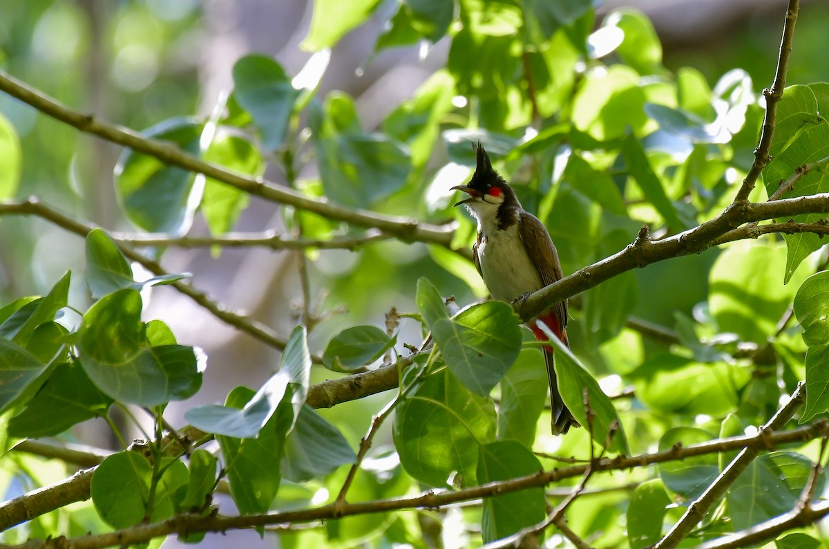 Red-whiskered Bulbul - ML622235310