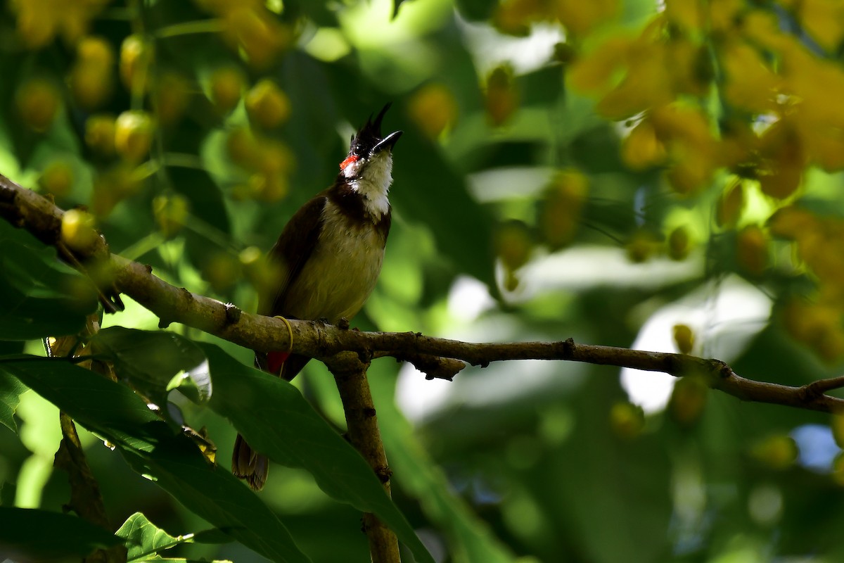 Red-whiskered Bulbul - ML622235311