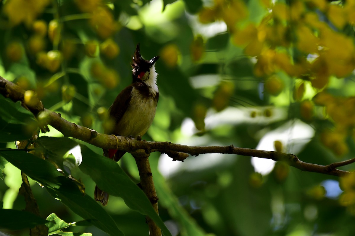 Red-whiskered Bulbul - ML622235312