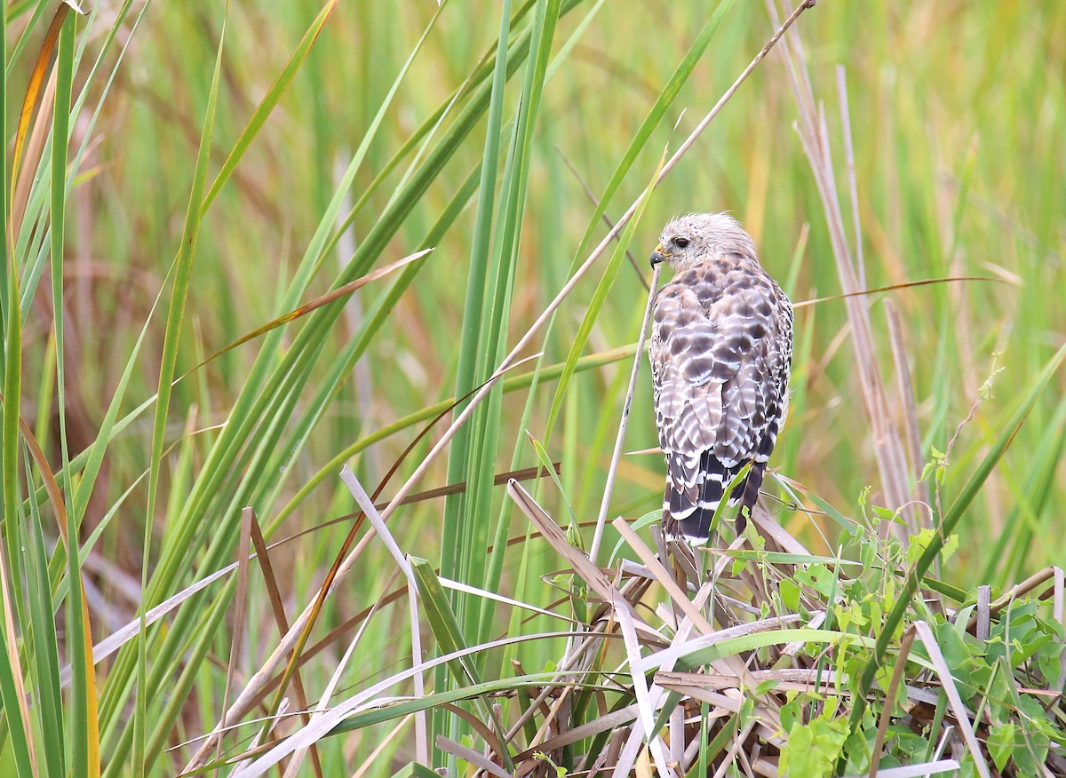 Red-shouldered Hawk - ML622235315