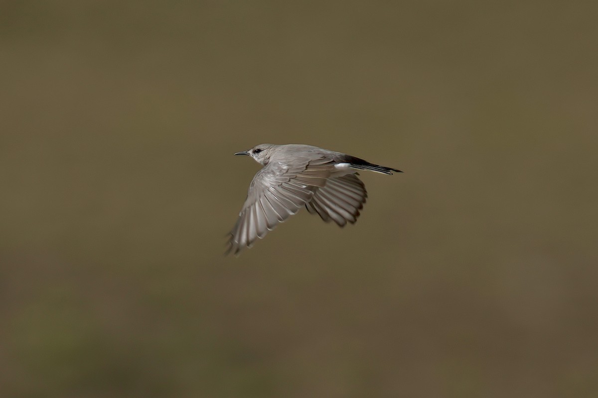 Black-fronted Ground-Tyrant - ML622235337