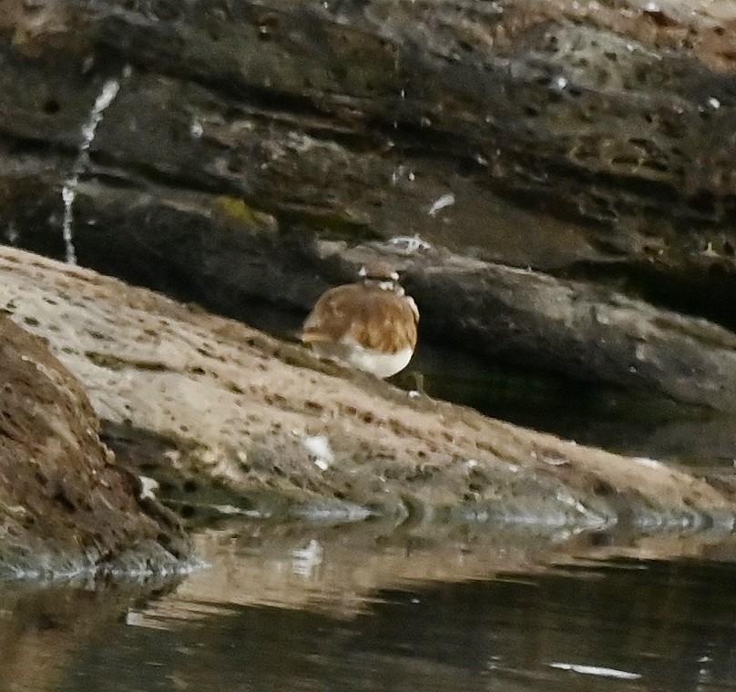 Killdeer - ML622235356