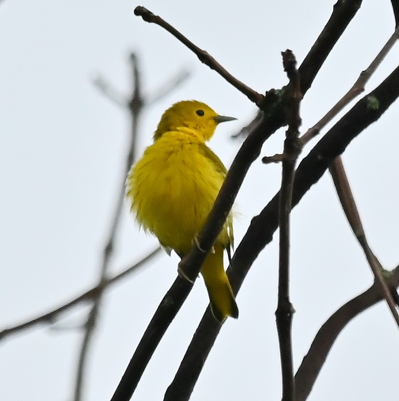 Yellow Warbler - ML622235451