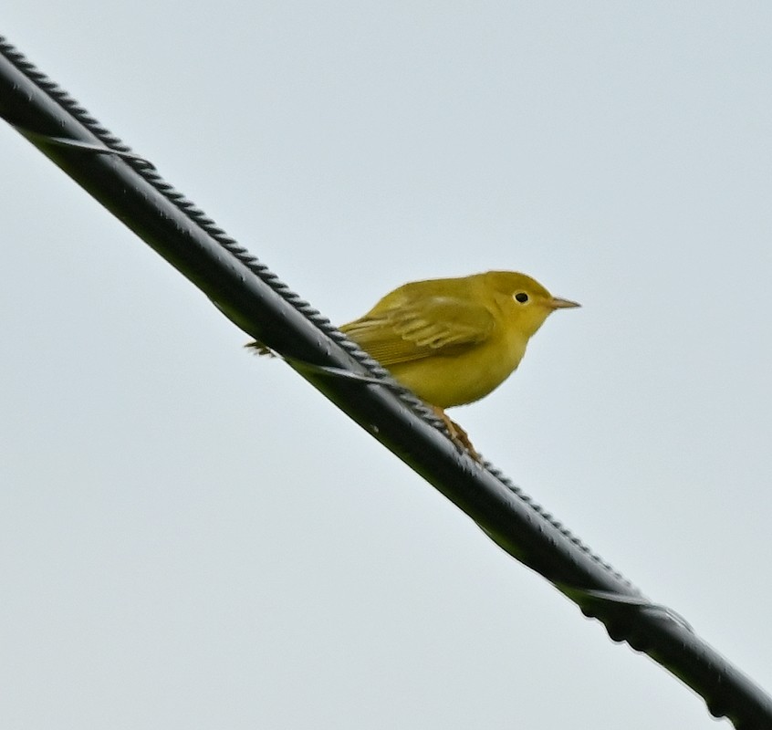 Yellow Warbler - ML622235459