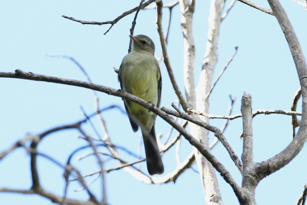 Greenish Elaenia (Greenish) - ML622235472