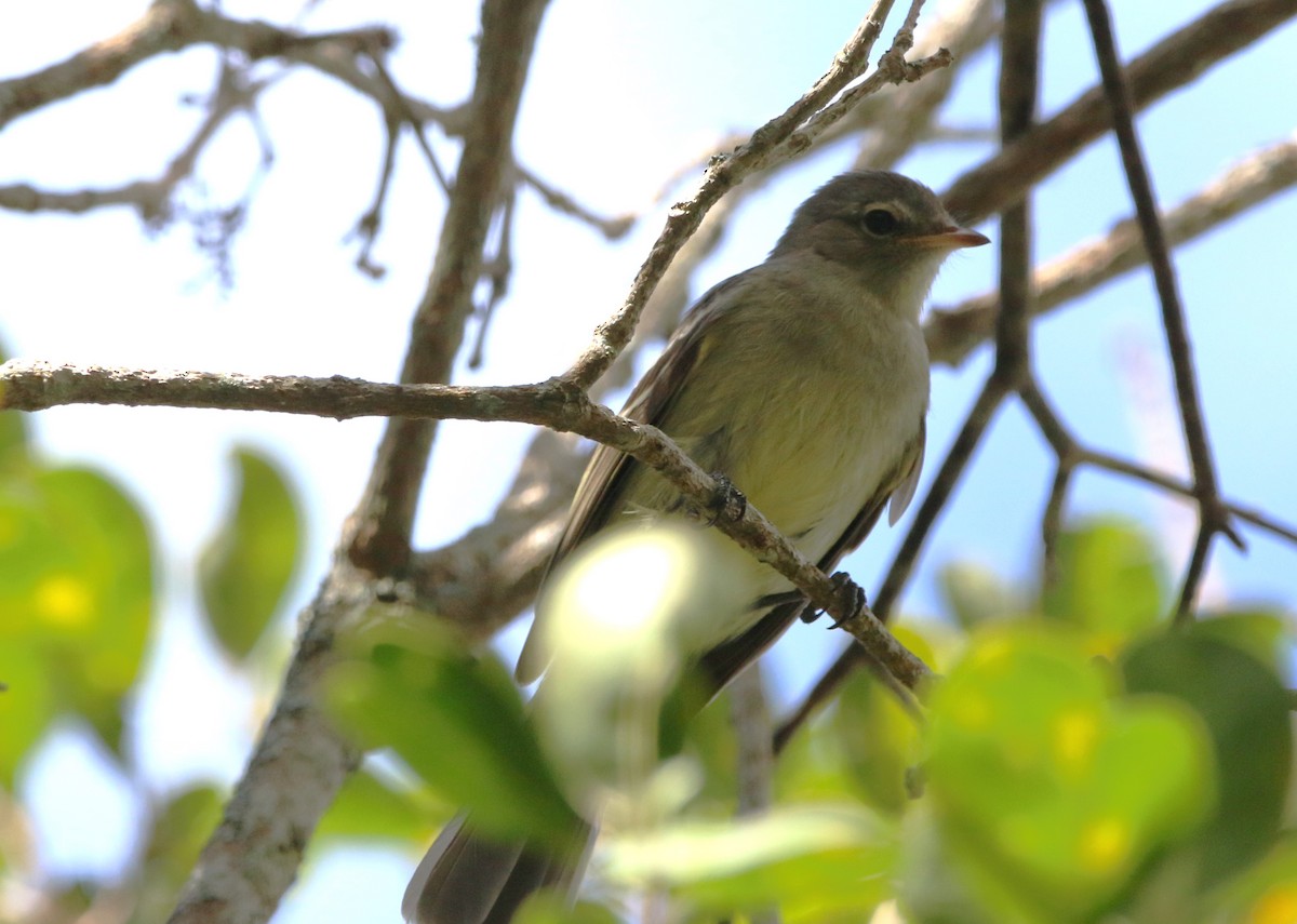 Greenish Elaenia (Greenish) - ML622235478