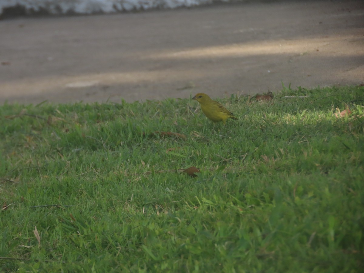 Saffron Finch - ML622235491