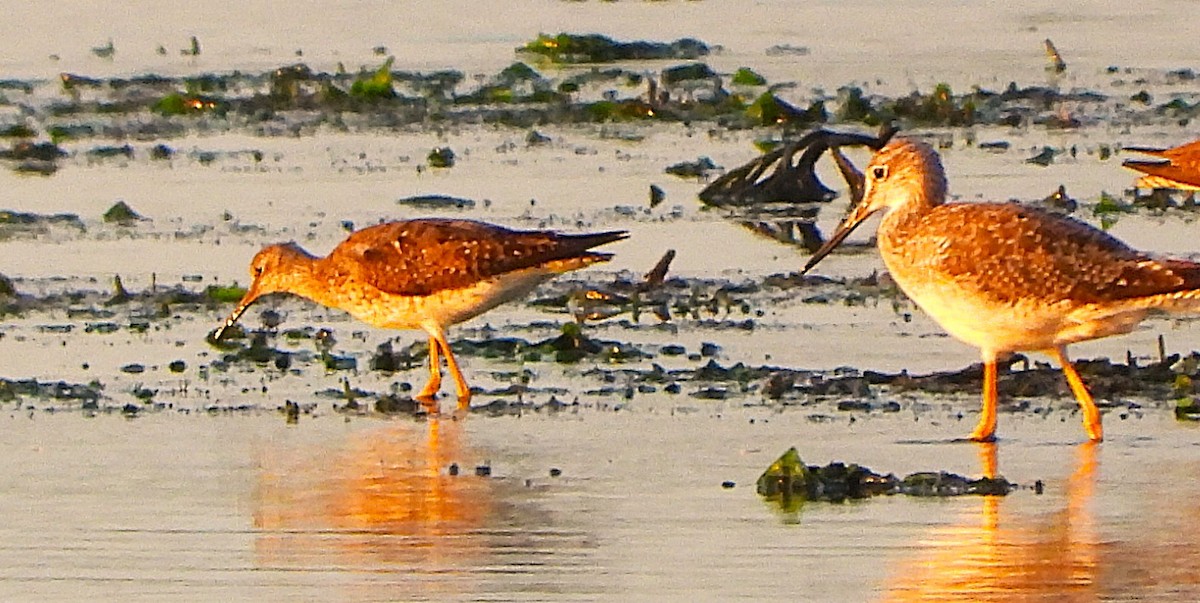 Lesser Yellowlegs - Philip Kyle