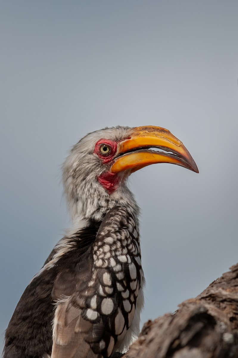 Southern Yellow-billed Hornbill - ML622235569