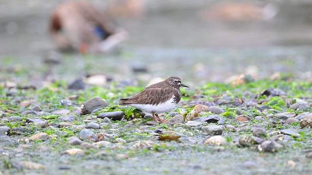 Black Turnstone - ML622235573