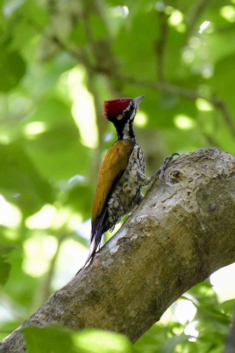 Common Flameback - ML622235589