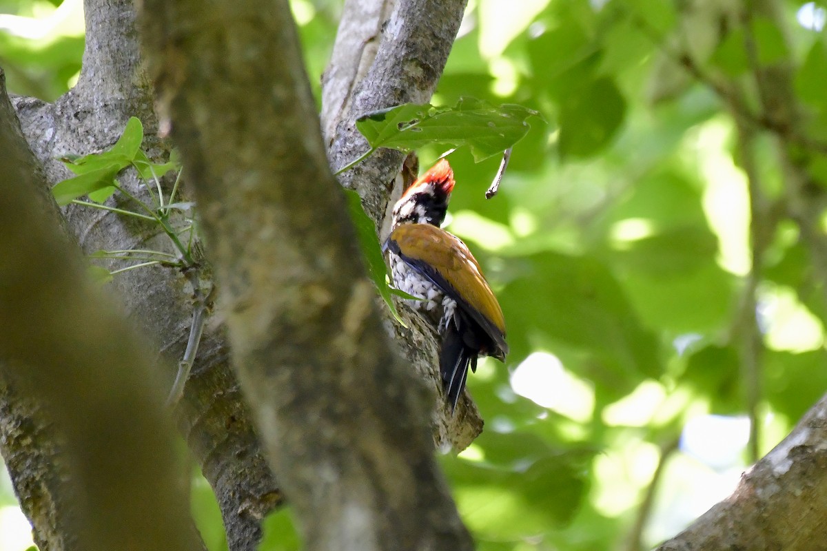 Common Flameback - ML622235590