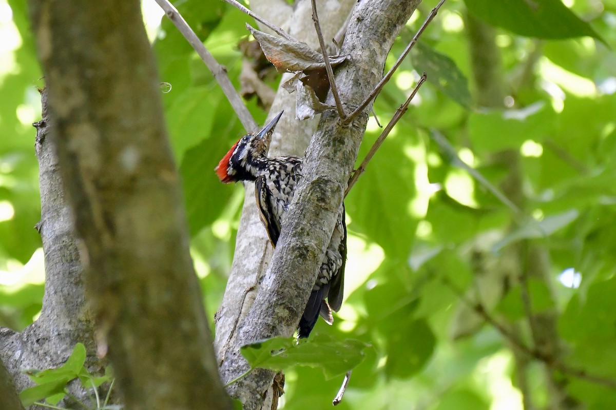 Common Flameback - ML622235591