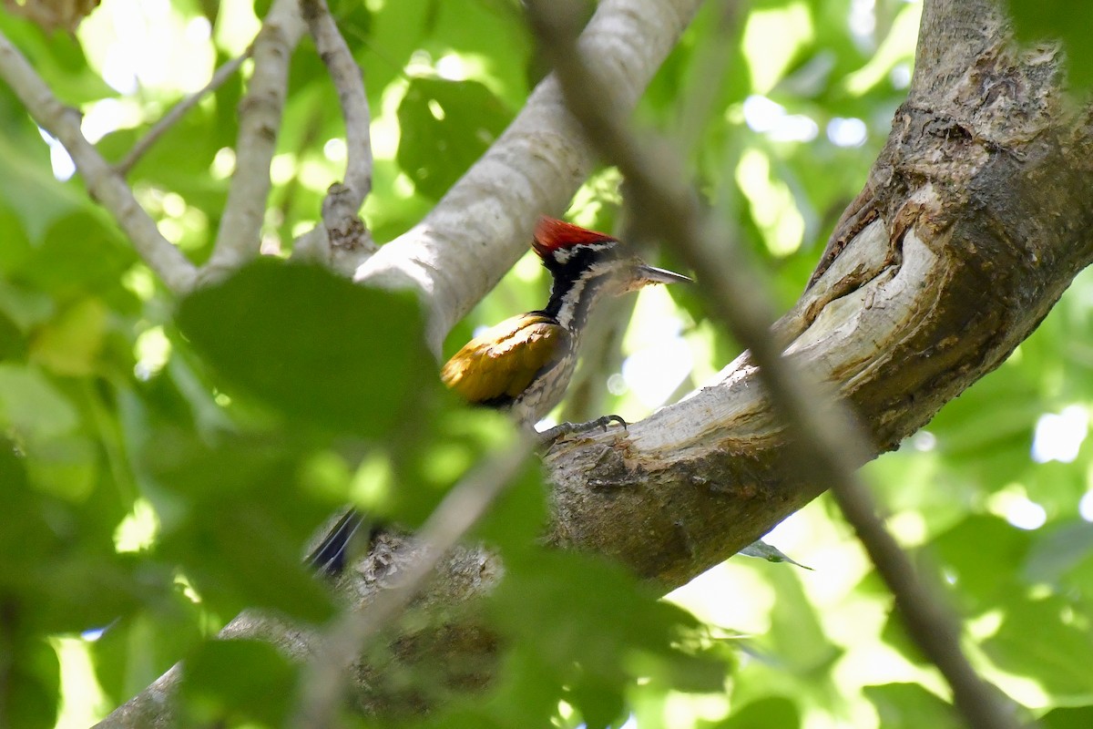 Common Flameback - ML622235592