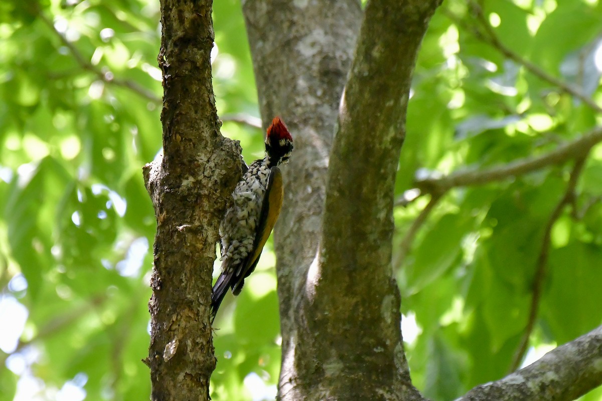 Common Flameback - ML622235593