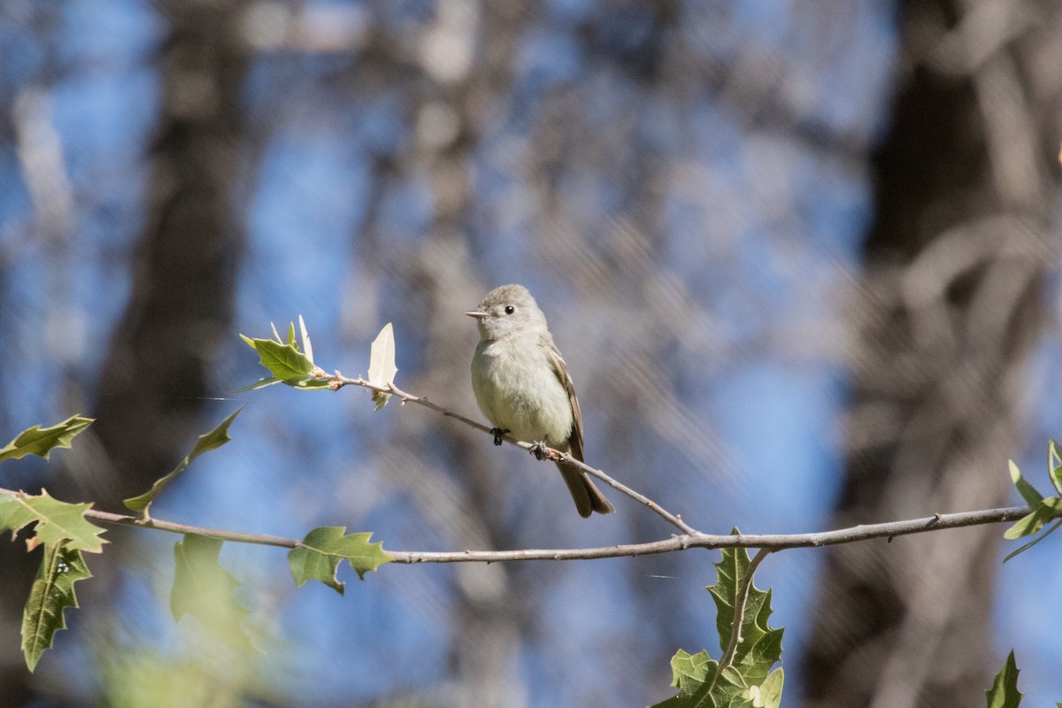 Hammond's Flycatcher - Nancy Davis