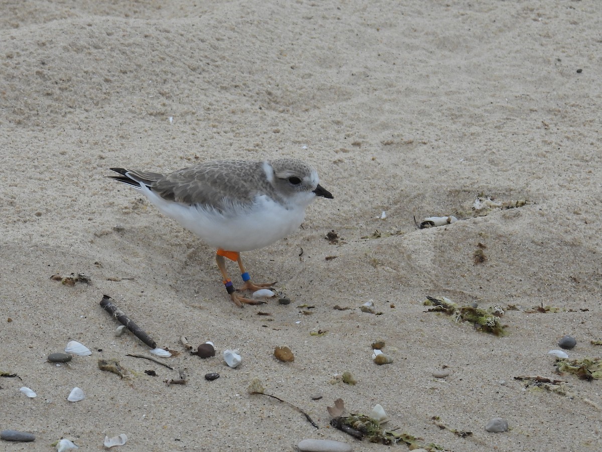 Piping Plover - ML622235745