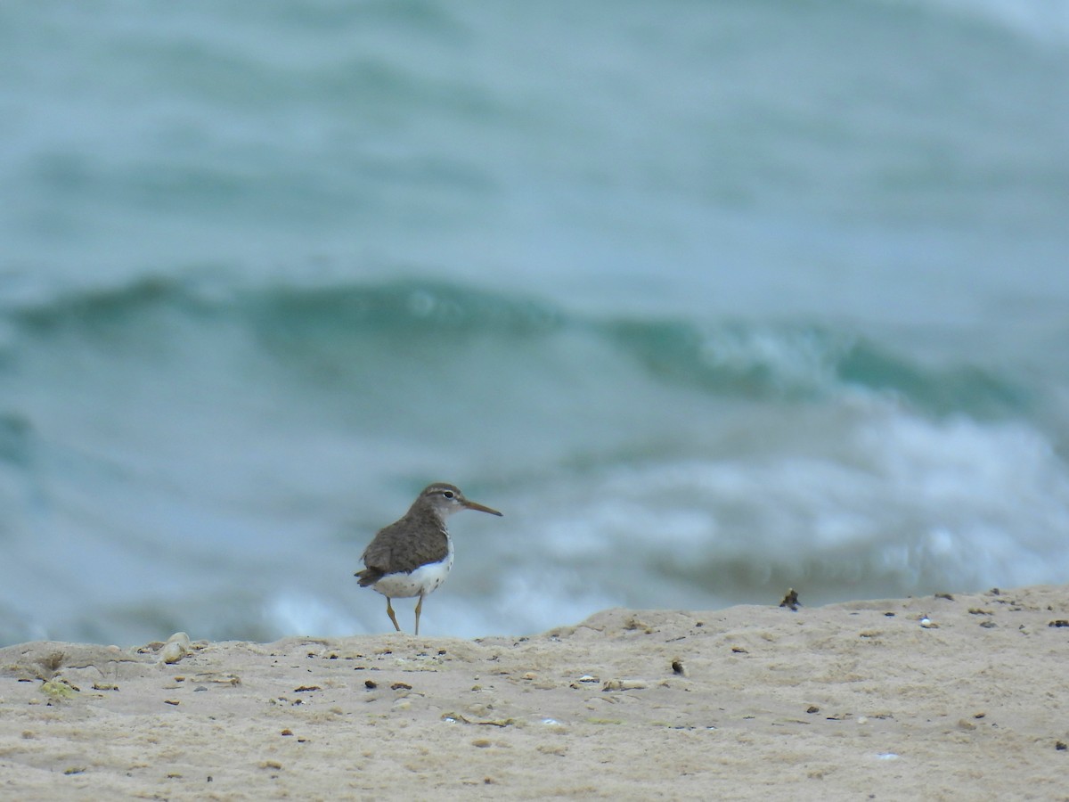 Spotted Sandpiper - ML622235753