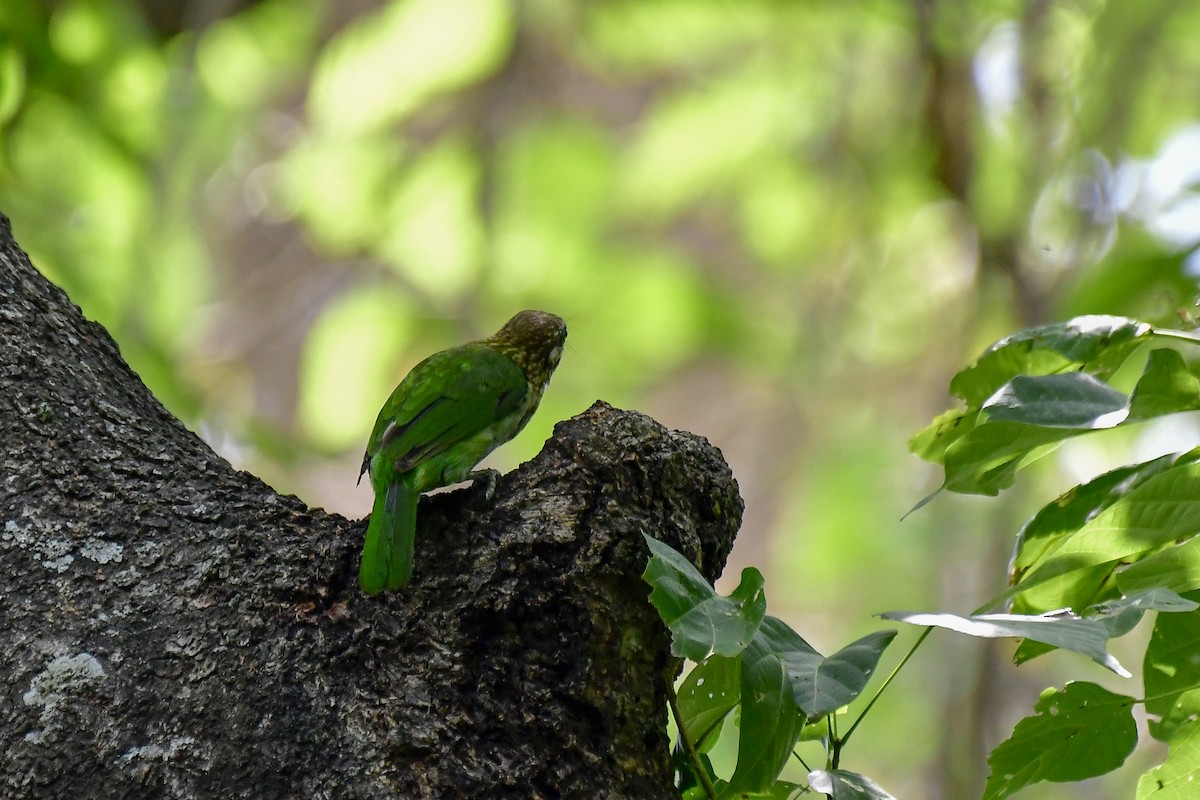 White-cheeked Barbet - ML622235758