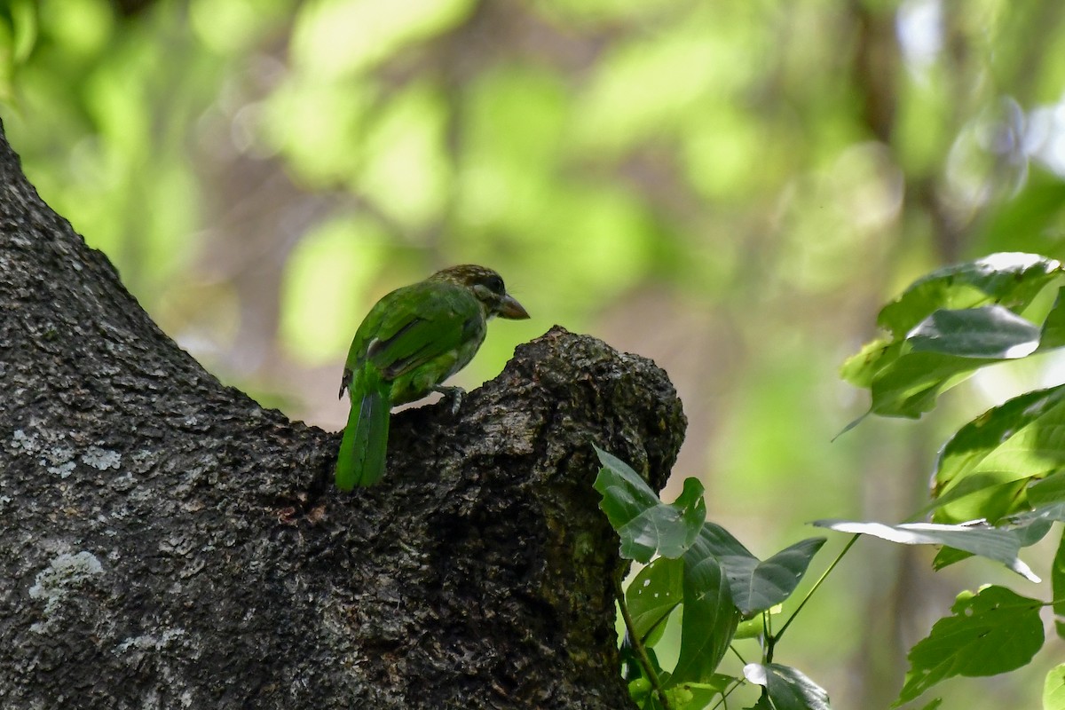 White-cheeked Barbet - ML622235759