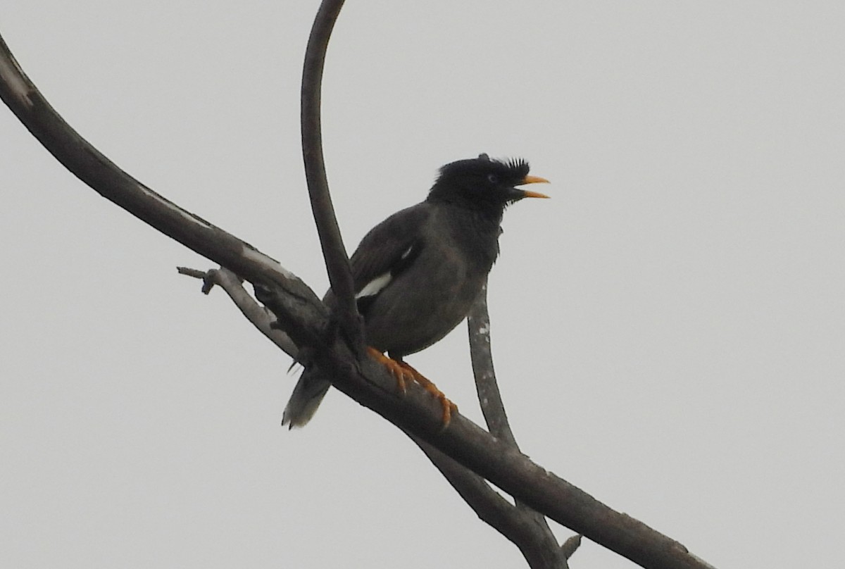 Jungle Myna - ML622235761