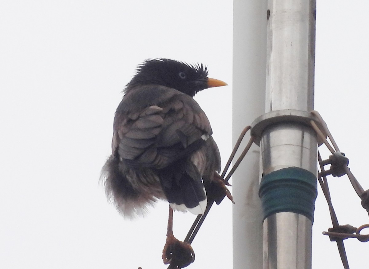 Jungle Myna - Manju Sinha