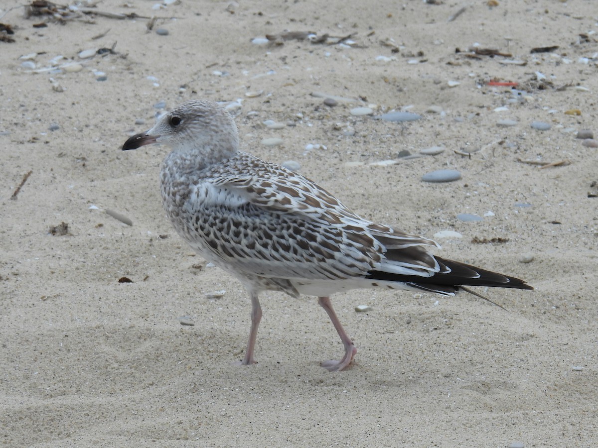 Ring-billed Gull - ML622235763