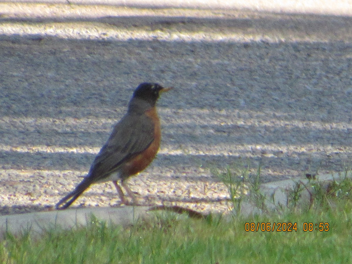 American Robin - ML622235764